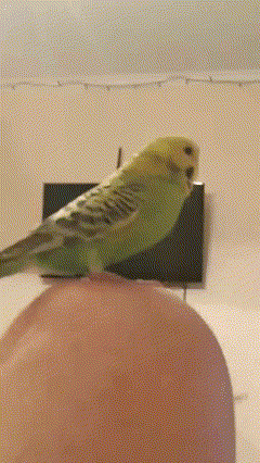 Why does my budgie bob his head
